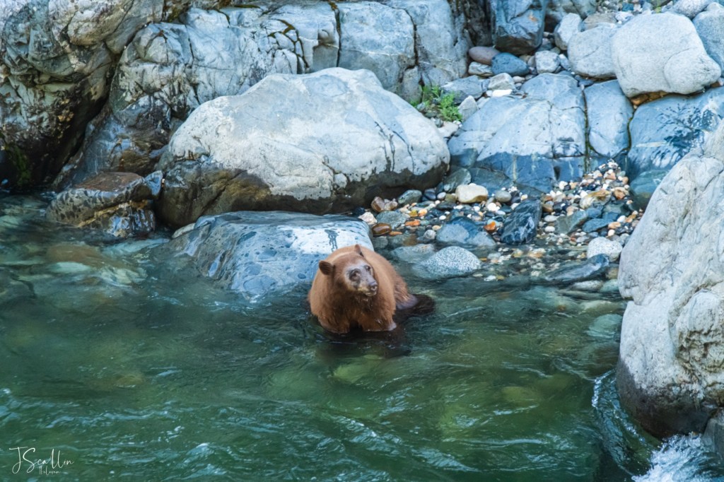 Does a Bear Sh*t in the Woods?